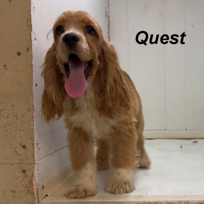 puppy, for, sale, Cocker Spaniel, Joe & Cherri  Overlease, dog, breeder, Miller, MO, dog-breeder, puppy-for-sale, forsale, nearby, find, puppyfind, locator, puppylocator, aca
